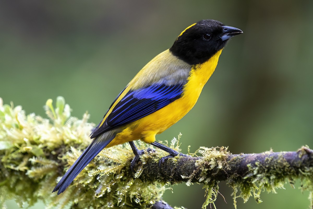 Black-chinned Mountain Tanager - Dan Vickers