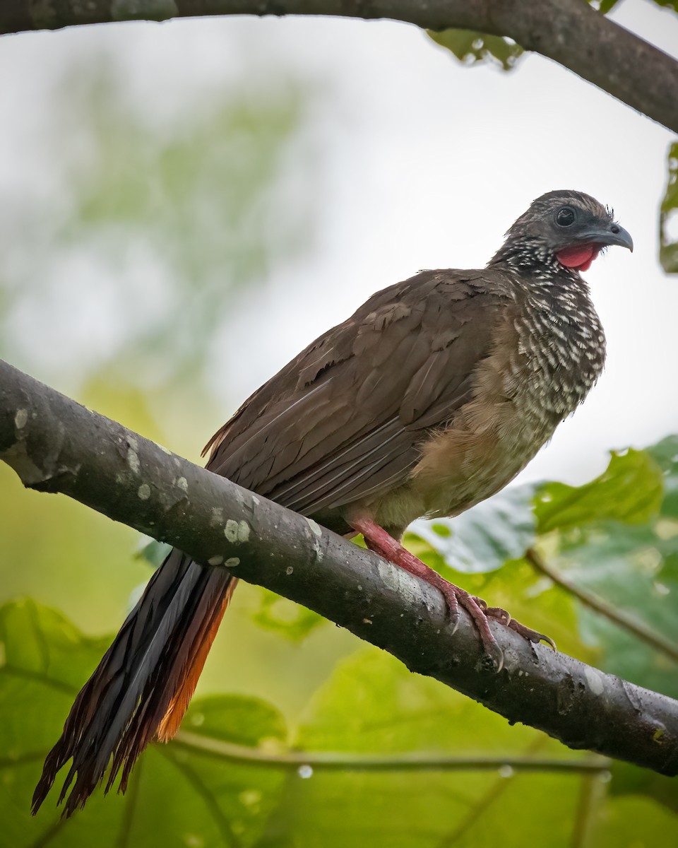 Speckled Chachalaca (Speckled) - ML417130741