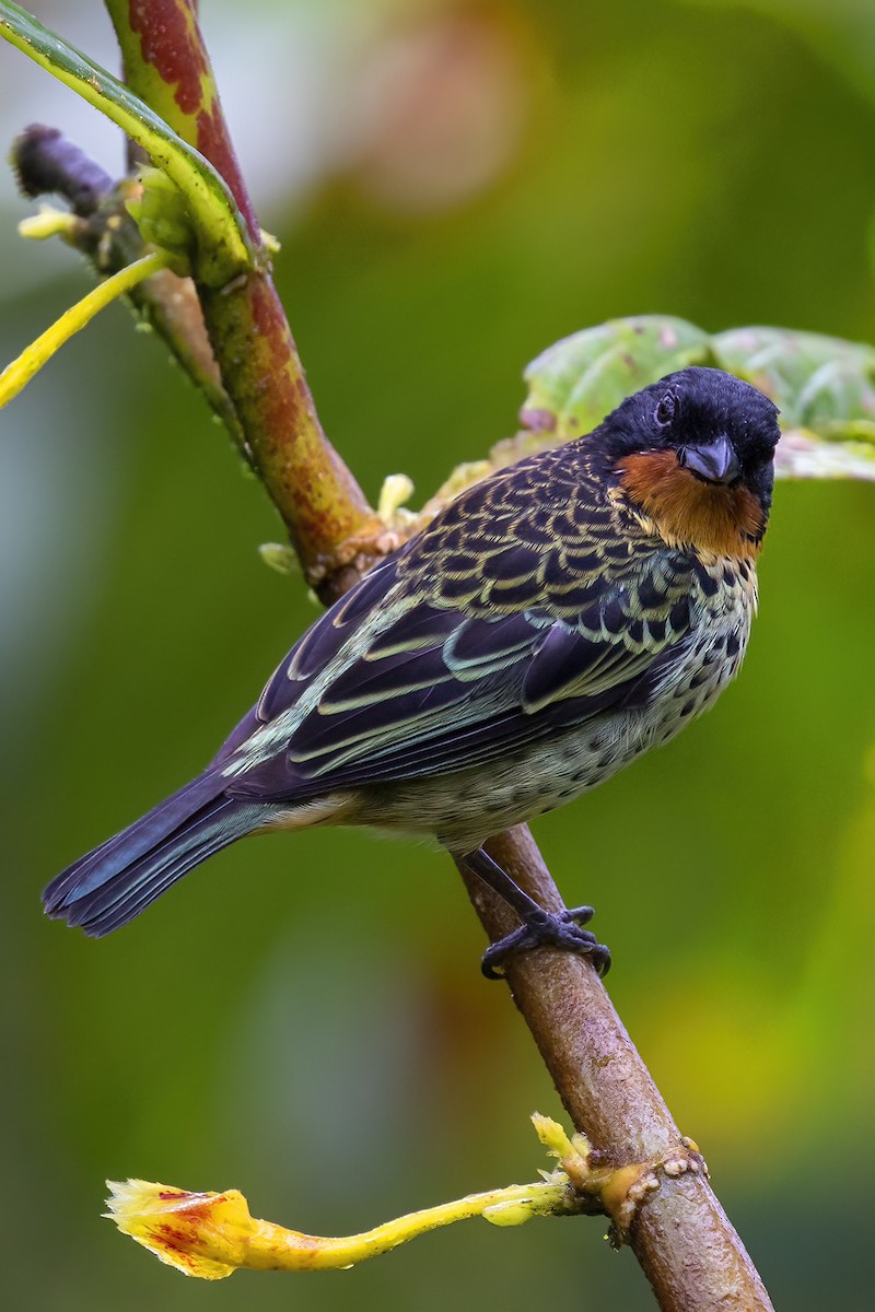 Rufous-throated Tanager - ML417130901