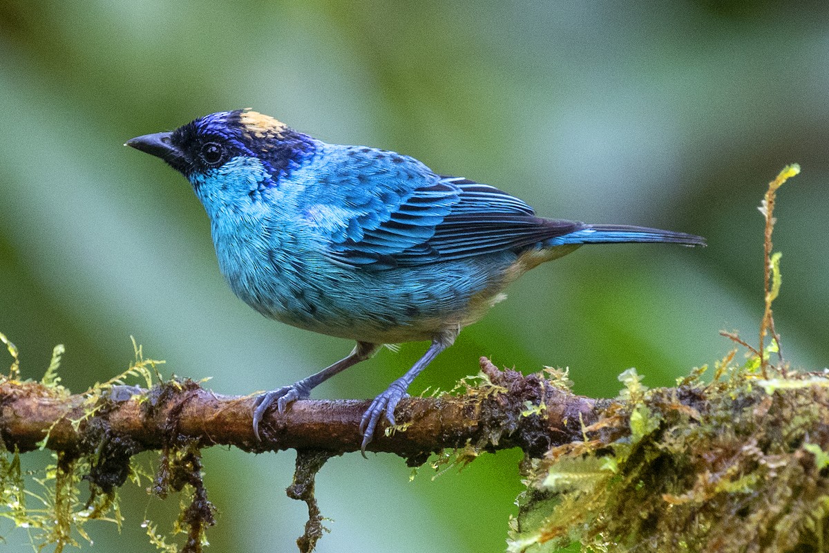 Golden-naped Tanager - ML417130981