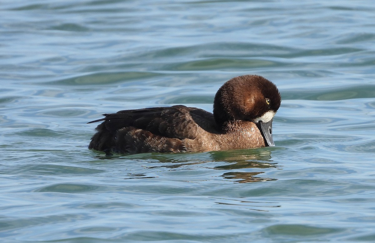 Greater Scaup - ML417131381