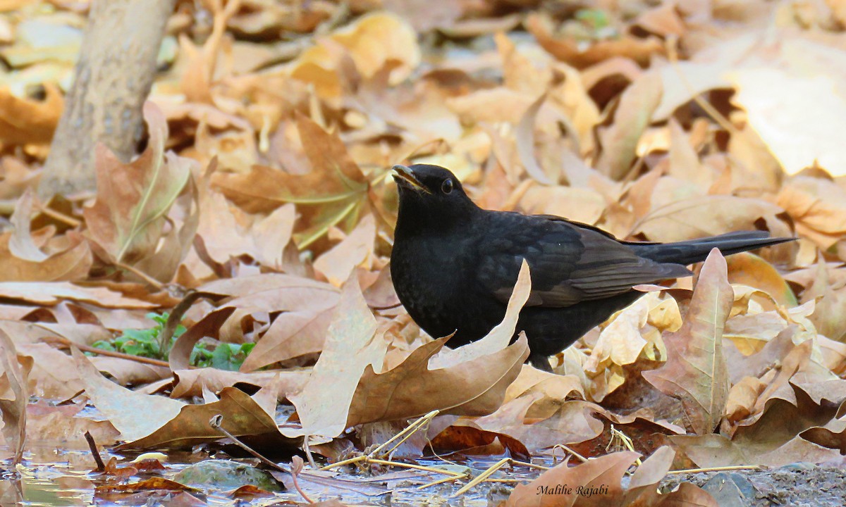 Eurasian Blackbird - Malihe Rajabi