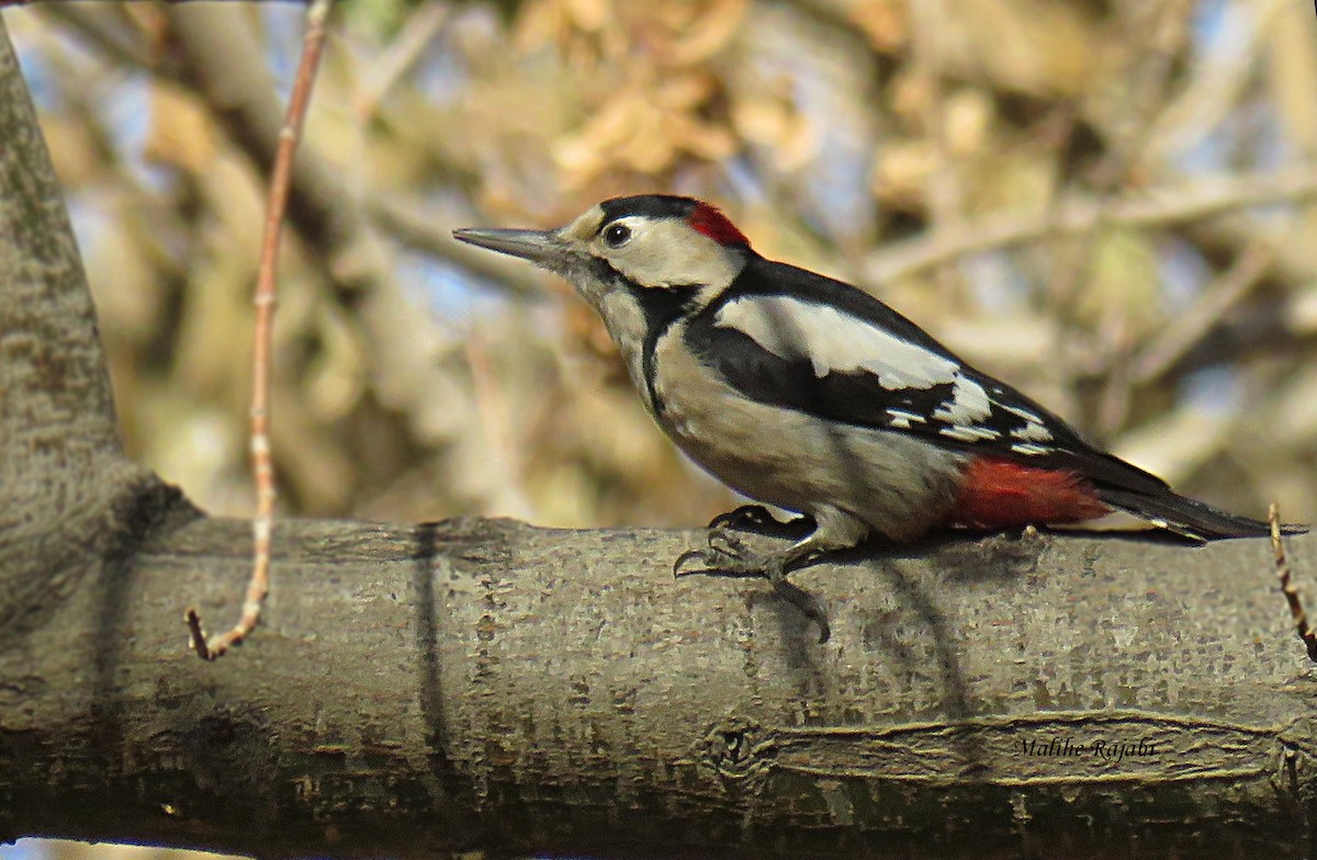 Syrian Woodpecker - ML41713601