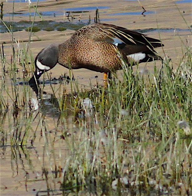 Blue-winged Teal - ML417137101
