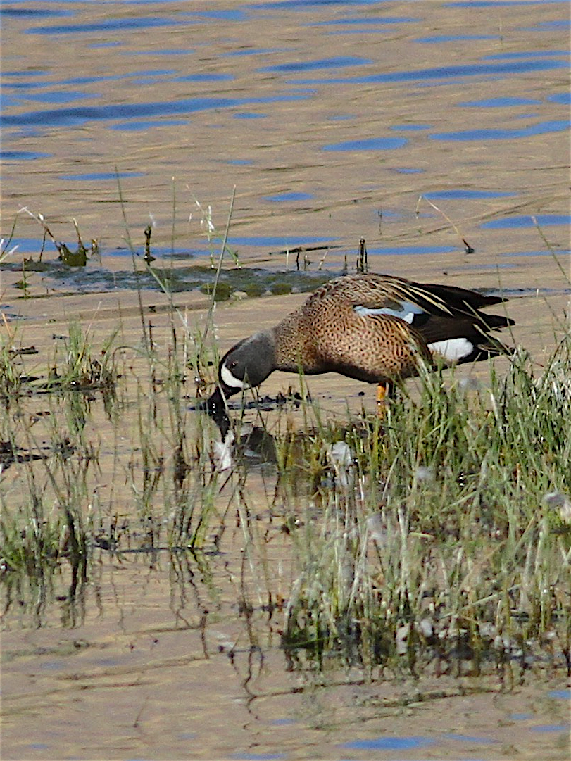 Blue-winged Teal - ML417137171