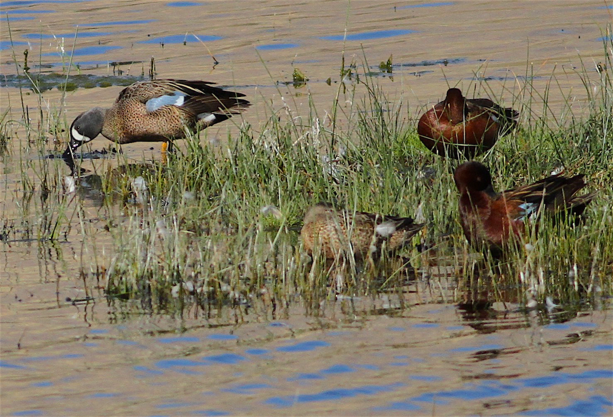 Blue-winged Teal - ML417137191