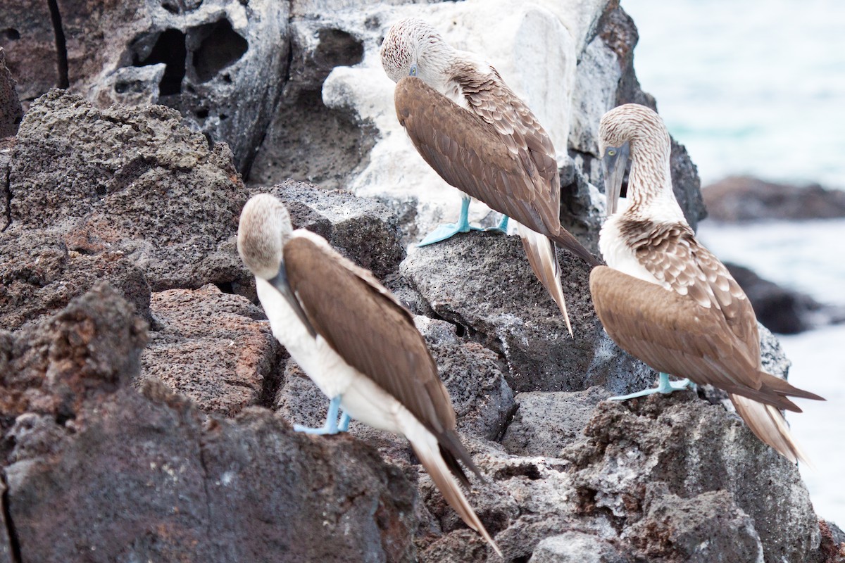 Blue-footed Booby - ML417139211
