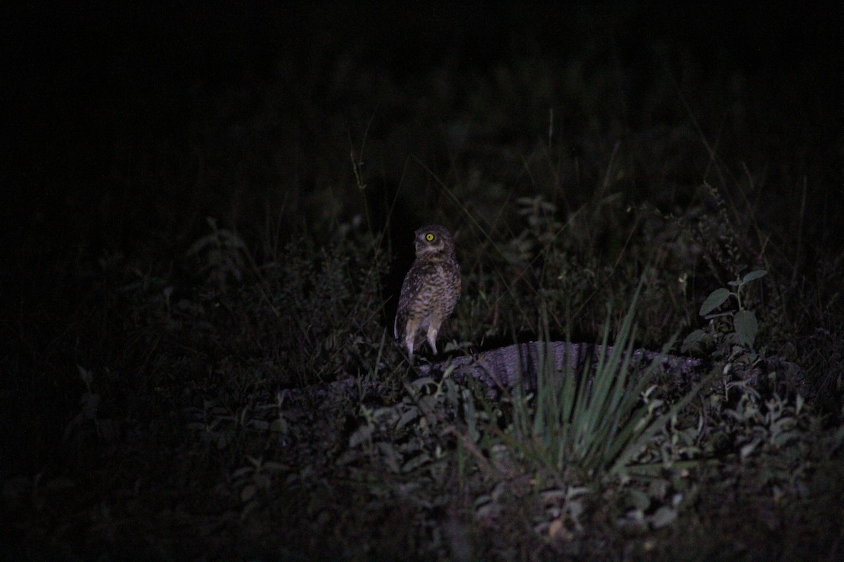 Burrowing Owl - ML41714891