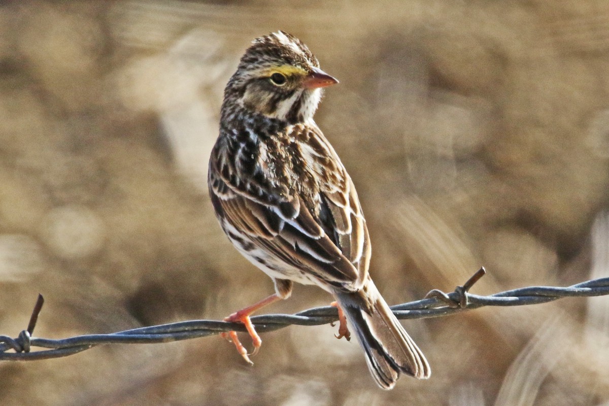 Savannah Sparrow - ML417149141