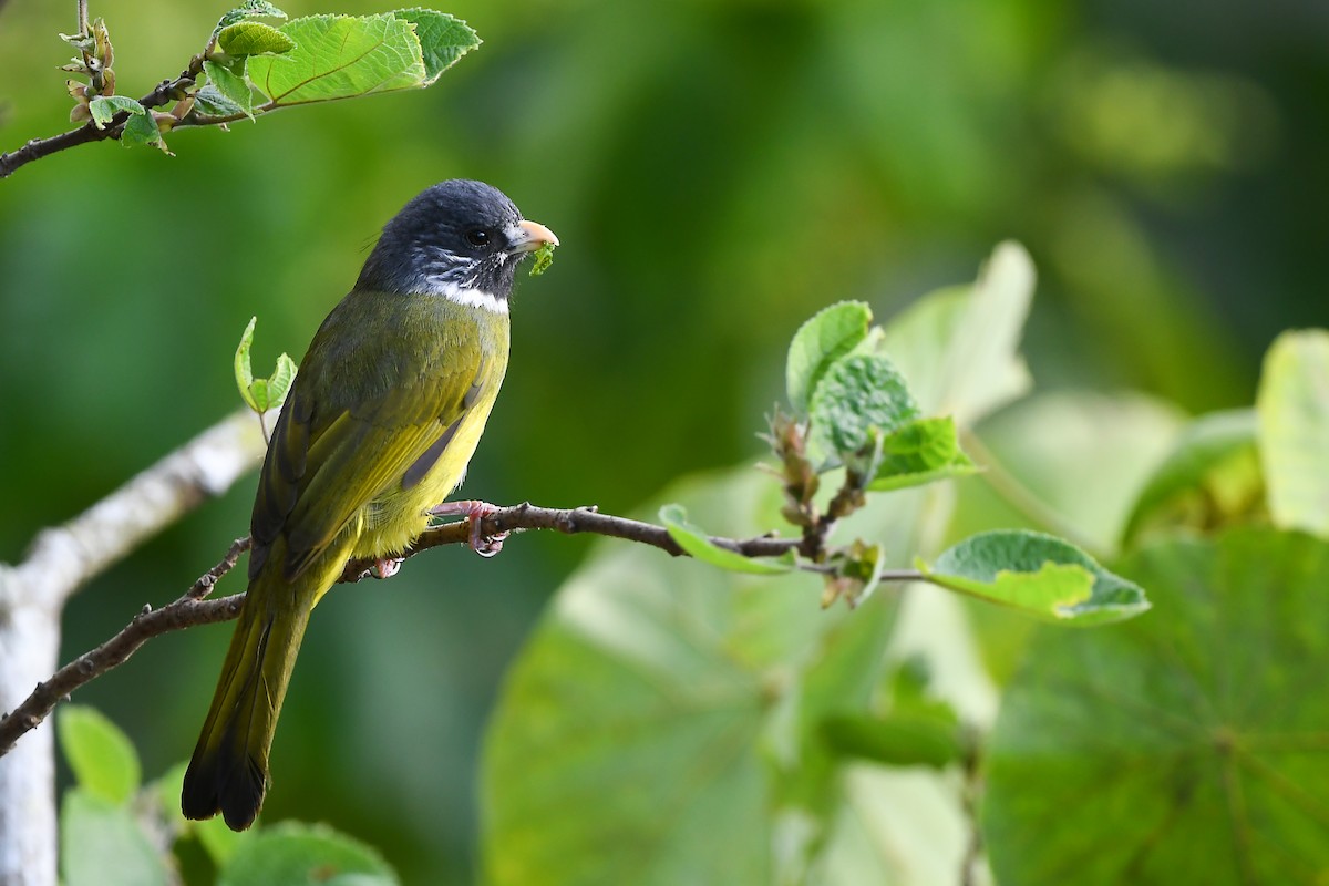 Collared Finchbill - Cheng-Ru Tsai
