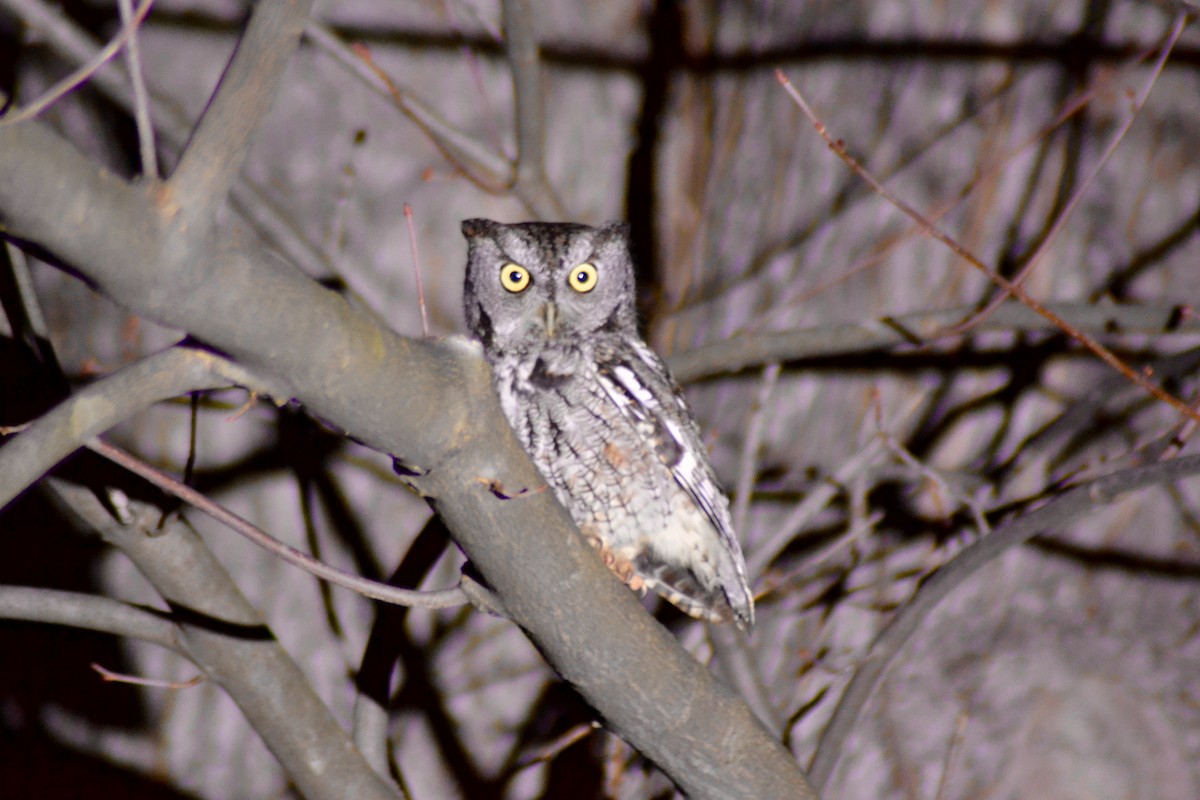 Eastern Screech-Owl (Northern) - Augie Kramer