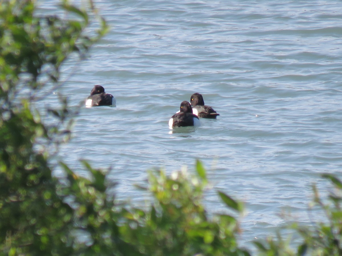 Tufted Duck - ML417171251