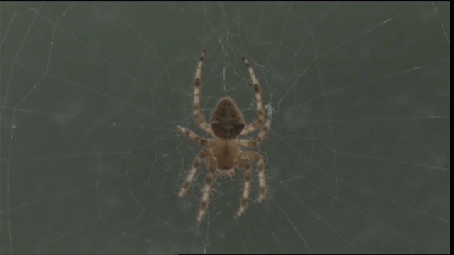 Spiders - ML417177