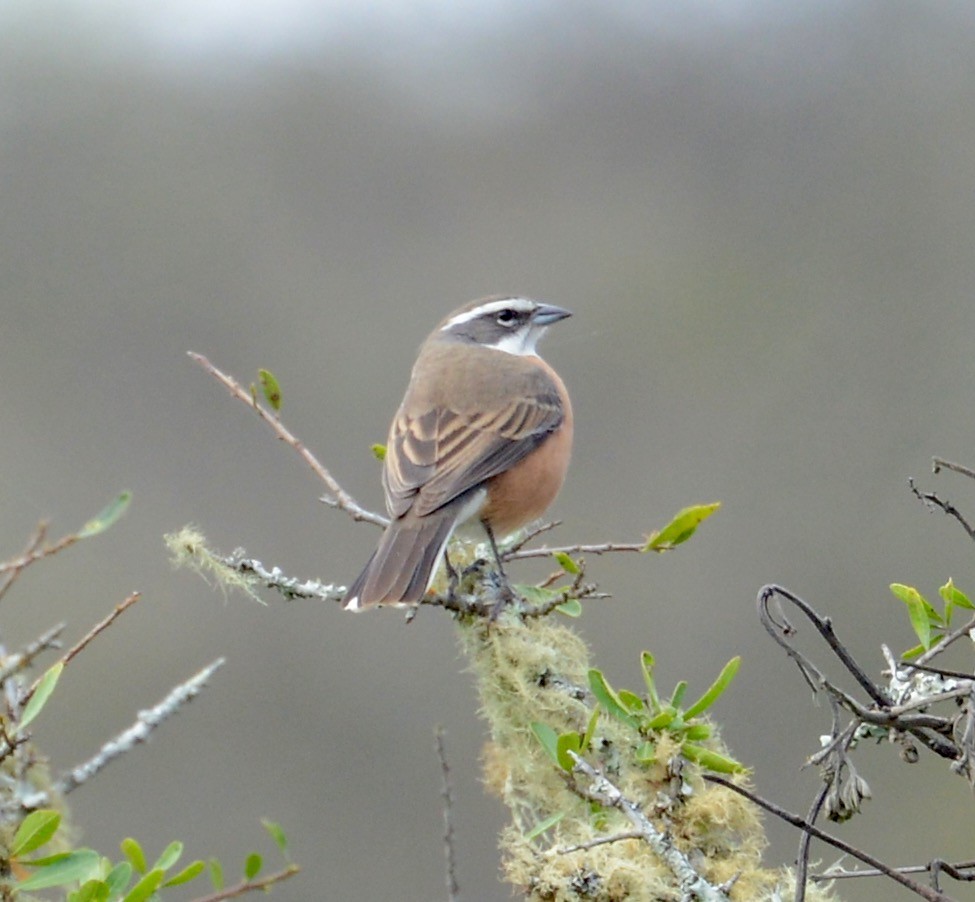 Bolivian Warbling Finch - ML41718121