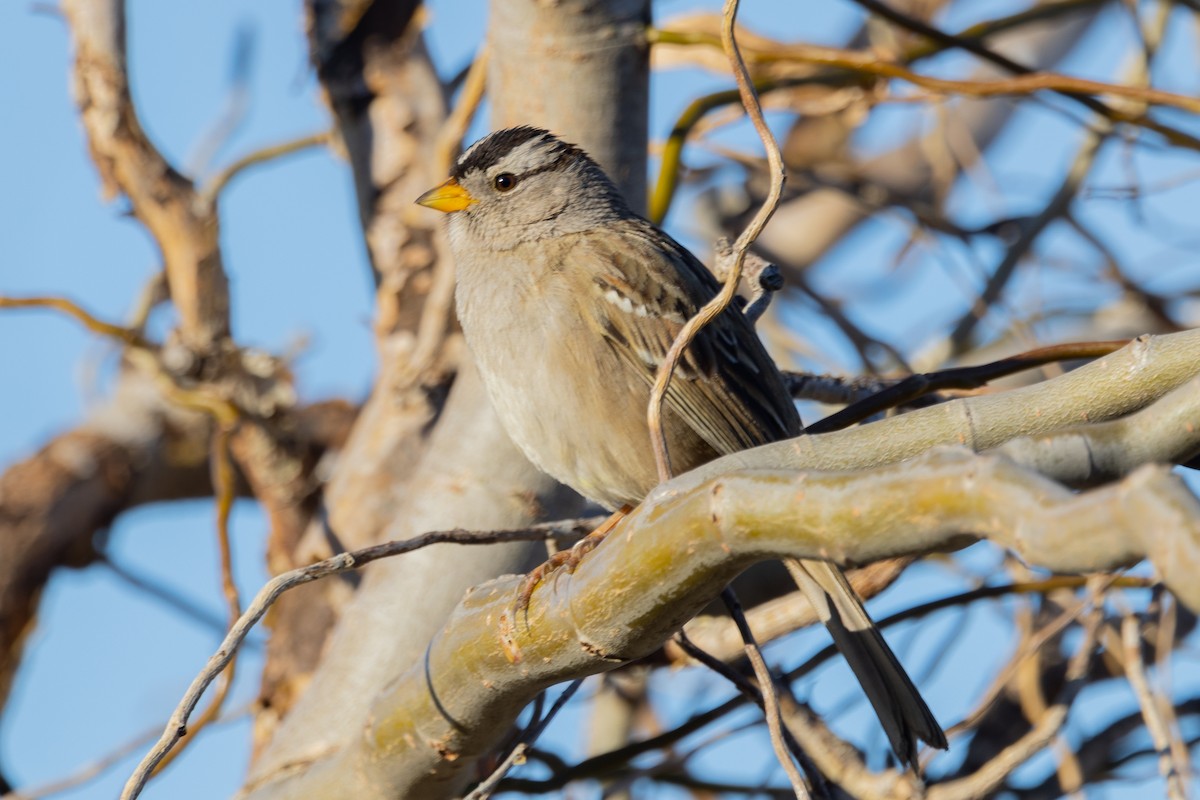 White-crowned Sparrow - ML417184991