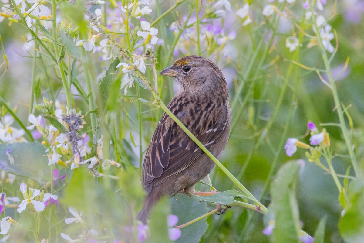 Golden-crowned Sparrow - ML417185021