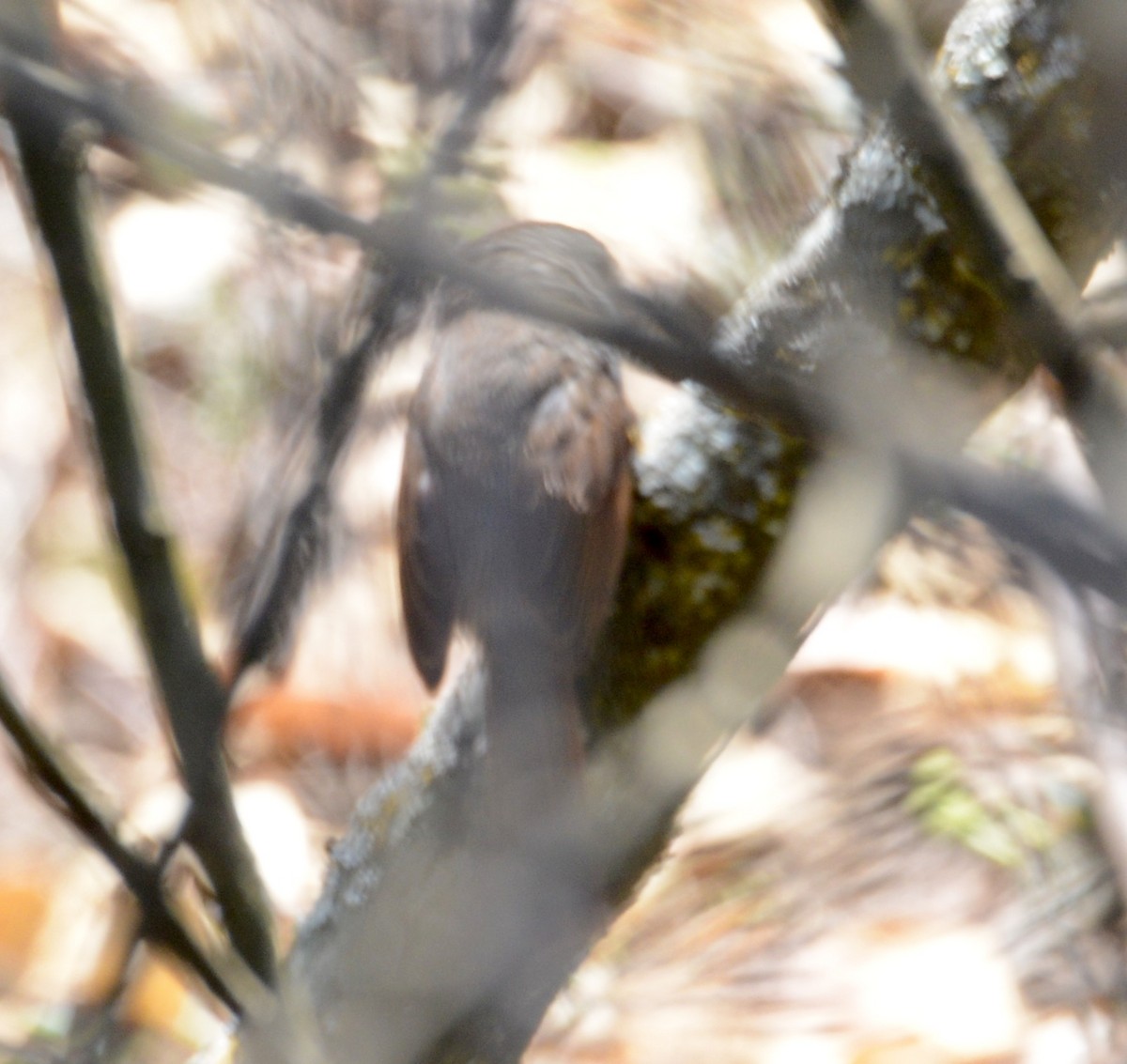 Sooty-fronted Spinetail - ML41718791