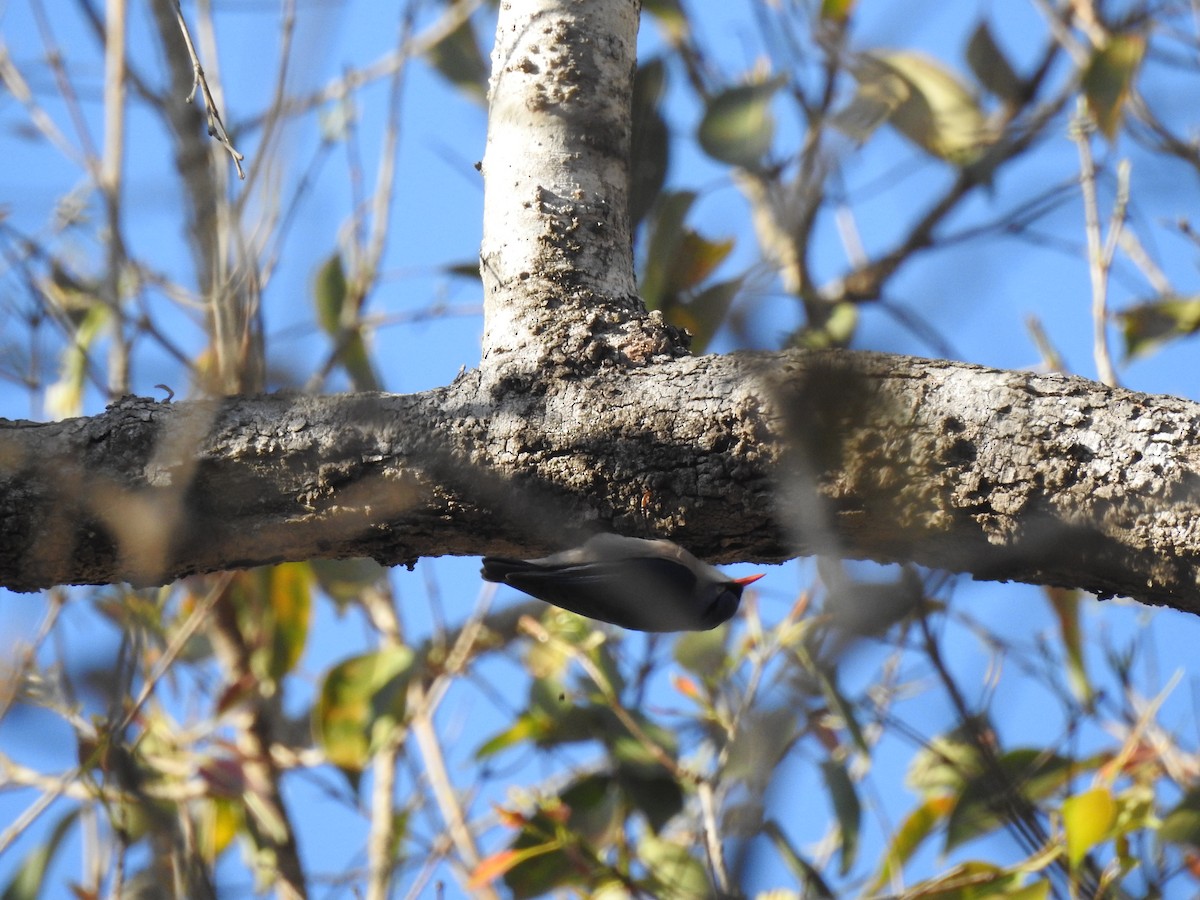 Velvet-fronted Nuthatch - ML417189091