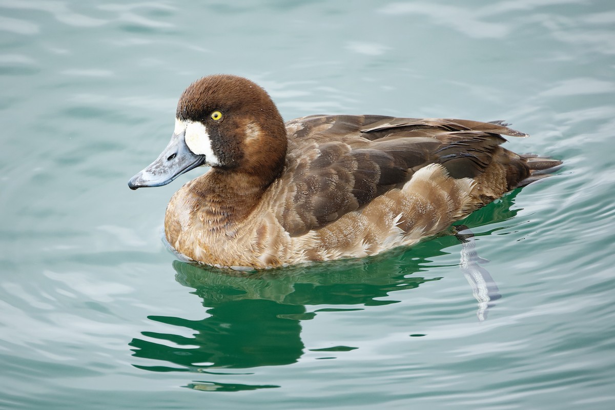 Greater Scaup - Frank Lin