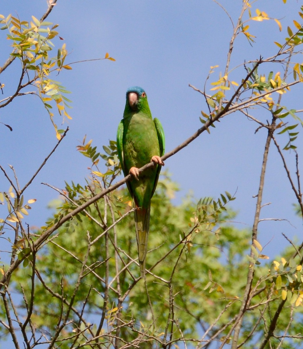 Blue-crowned Parakeet - ML41719281