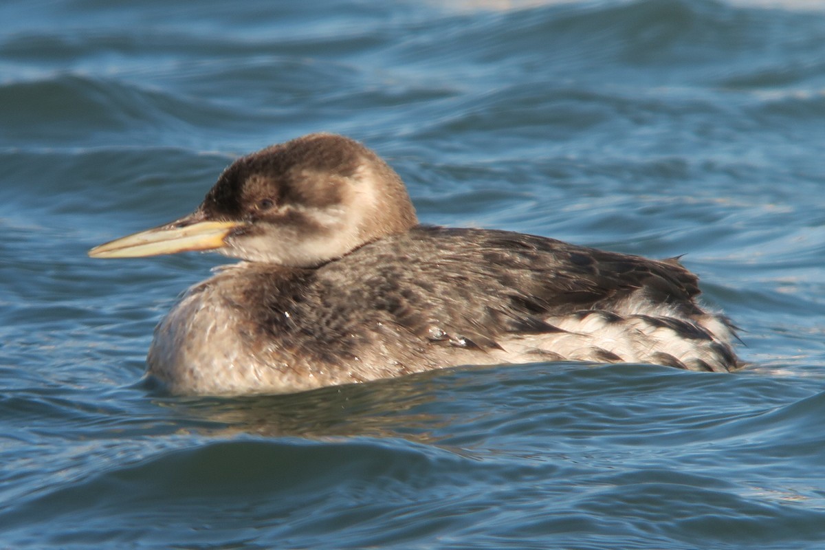Red-necked Grebe - ML417192971