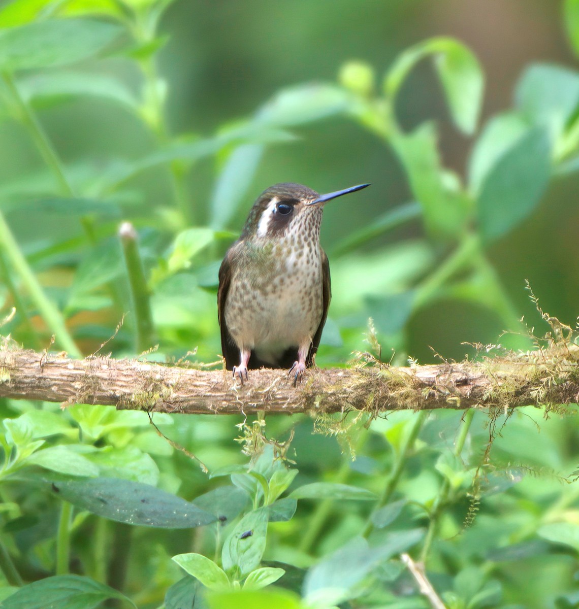 Speckled Hummingbird - ML417197211