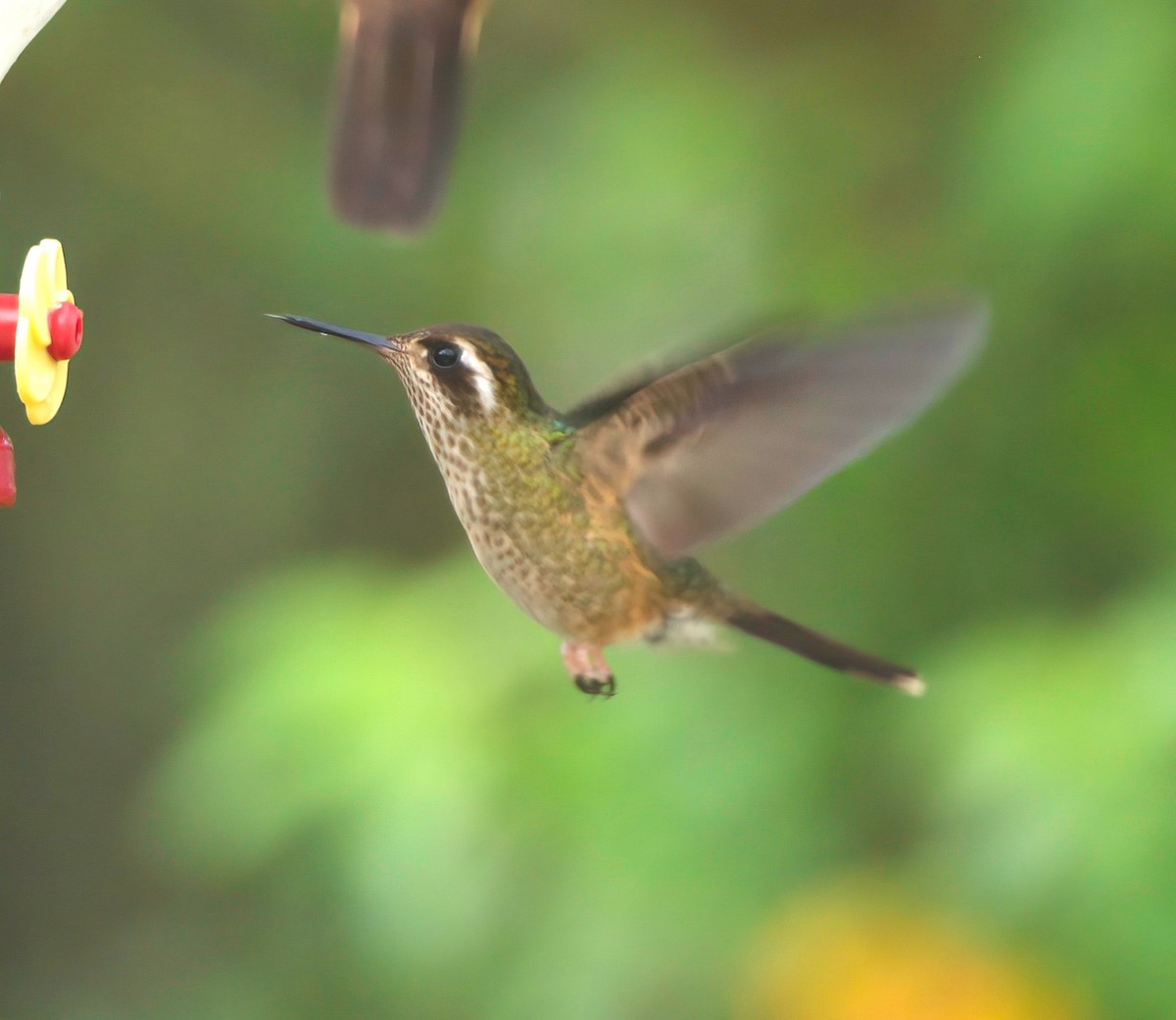 Speckled Hummingbird - ML417197221