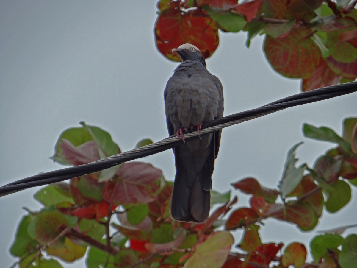 White-crowned Pigeon - ML41719811