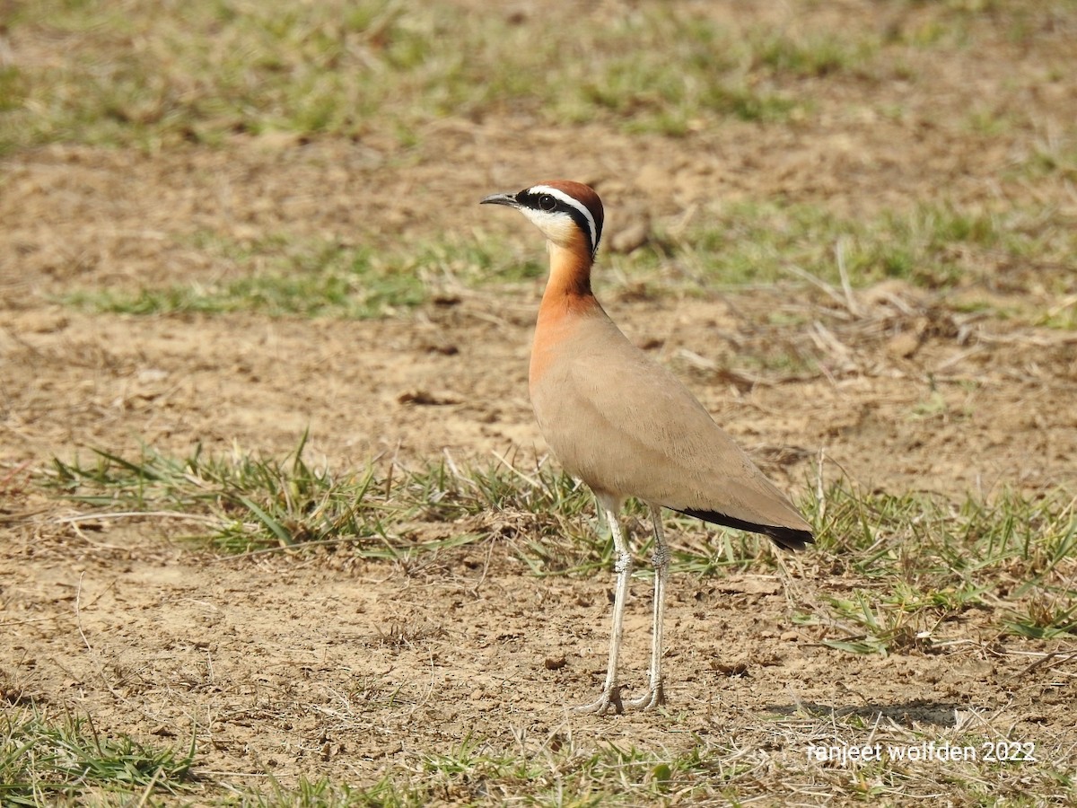 Indian Courser - ML417204041