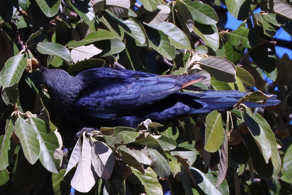 Red-winged Starling - ML417206901