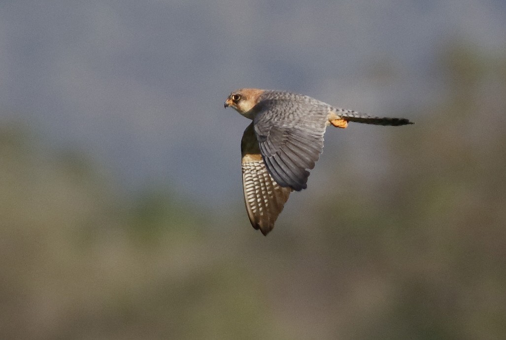 Red-footed Falcon - ML417214541