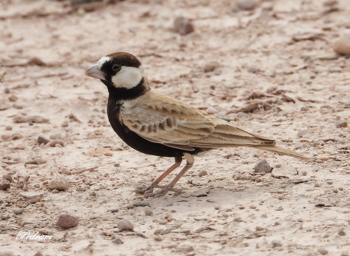 Black-crowned Sparrow-Lark - ML417221101