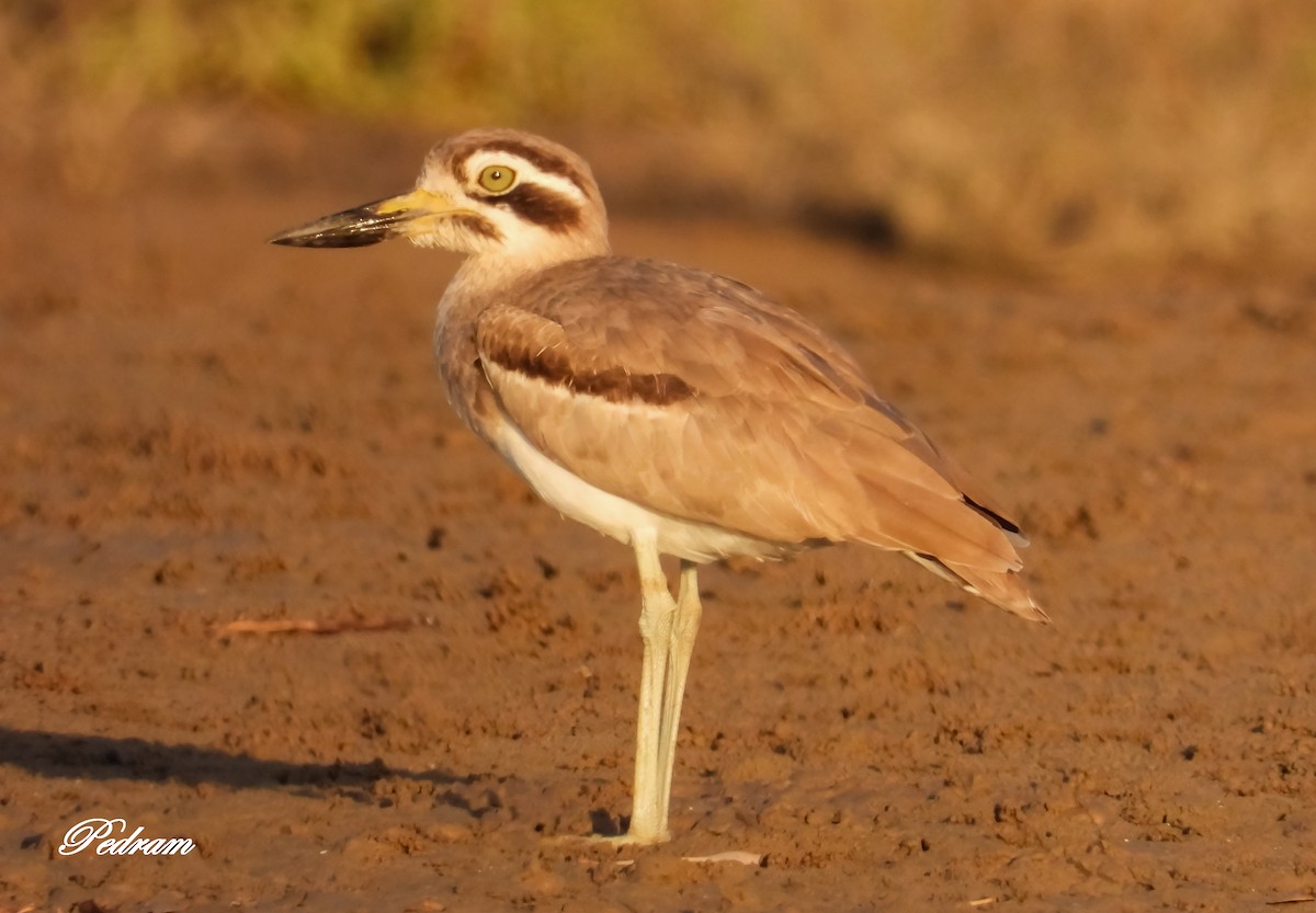 Great Thick-knee - ML417223921