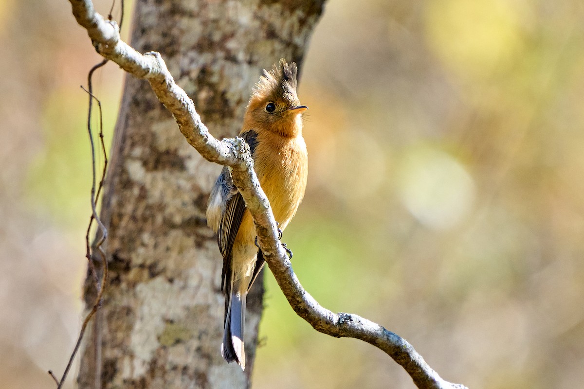 Tufted Flycatcher (Mexican) - Brennan Moore