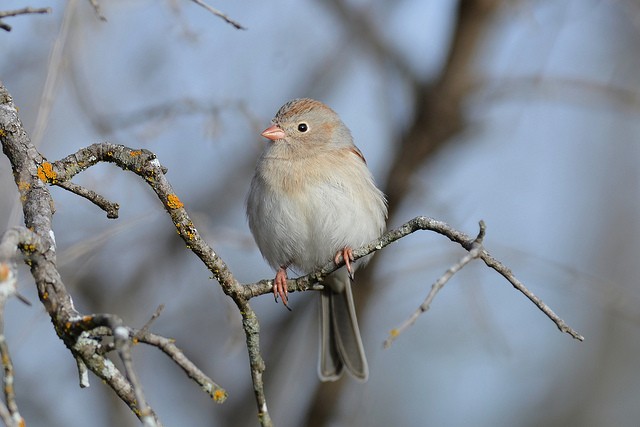 Field Sparrow - Mike Charest
