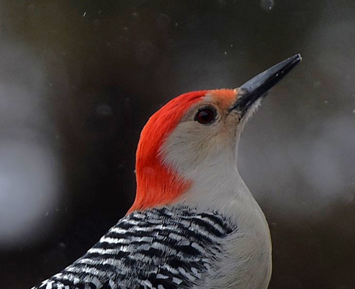 Red-bellied Woodpecker - ML417228411