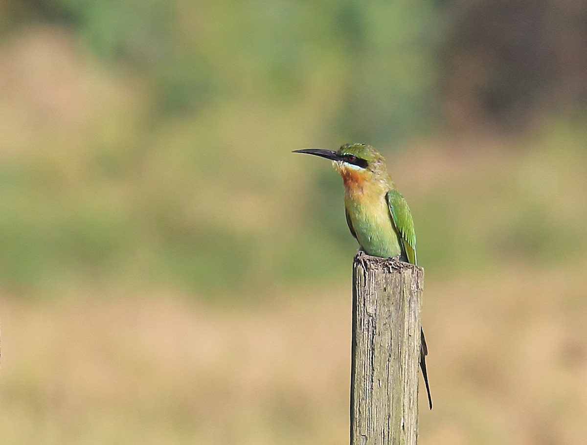 Blue-tailed Bee-eater - ML417229691