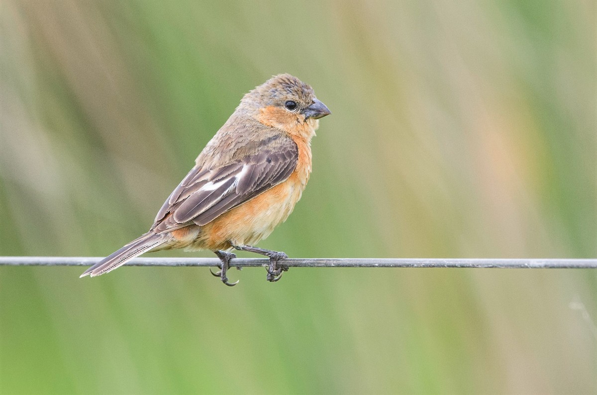 Tawny-bellied Seedeater - ML417235511