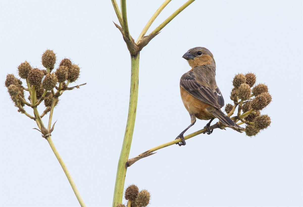 Tawny-bellied Seedeater - ML417235541