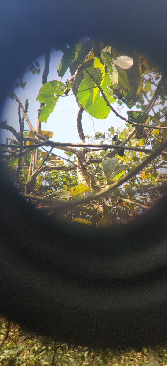 Heart-spotted Woodpecker - ML417236781