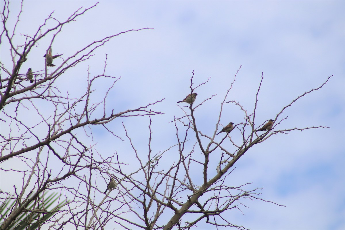 Northern Gray-headed Sparrow - ML417239711
