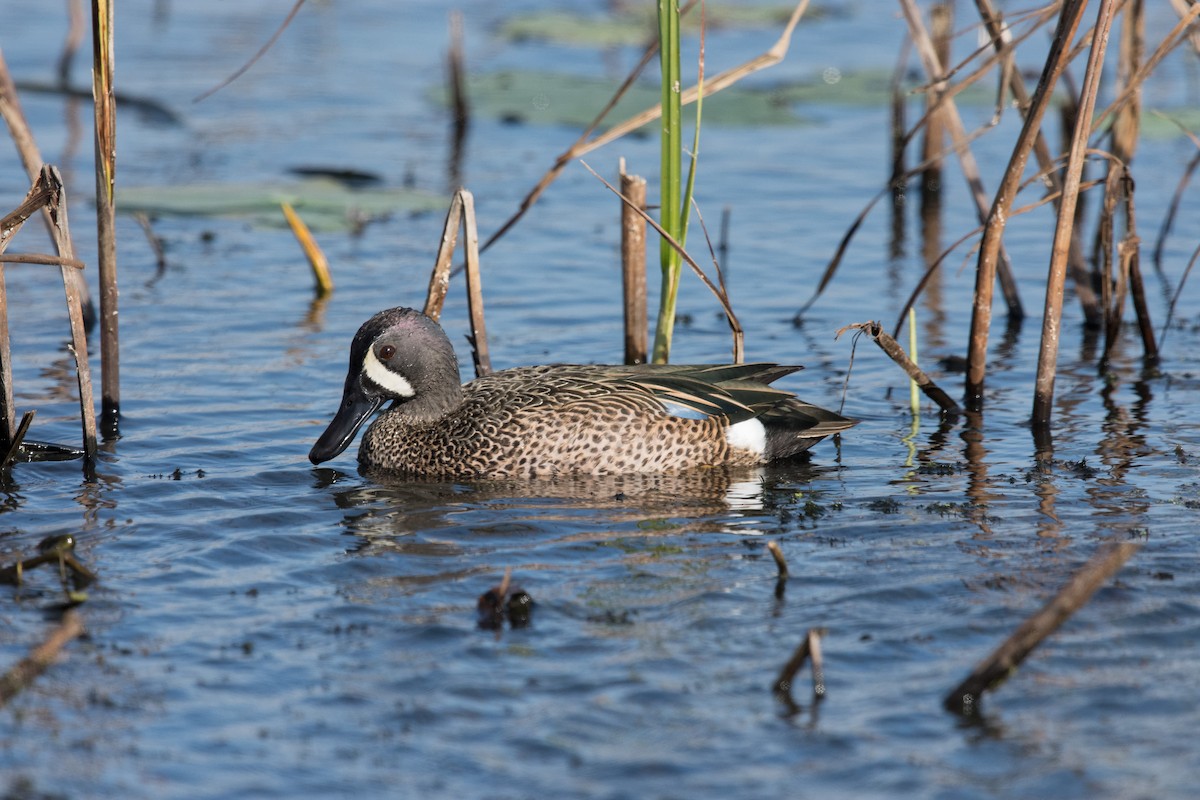 Blue-winged Teal - Robert Mustell