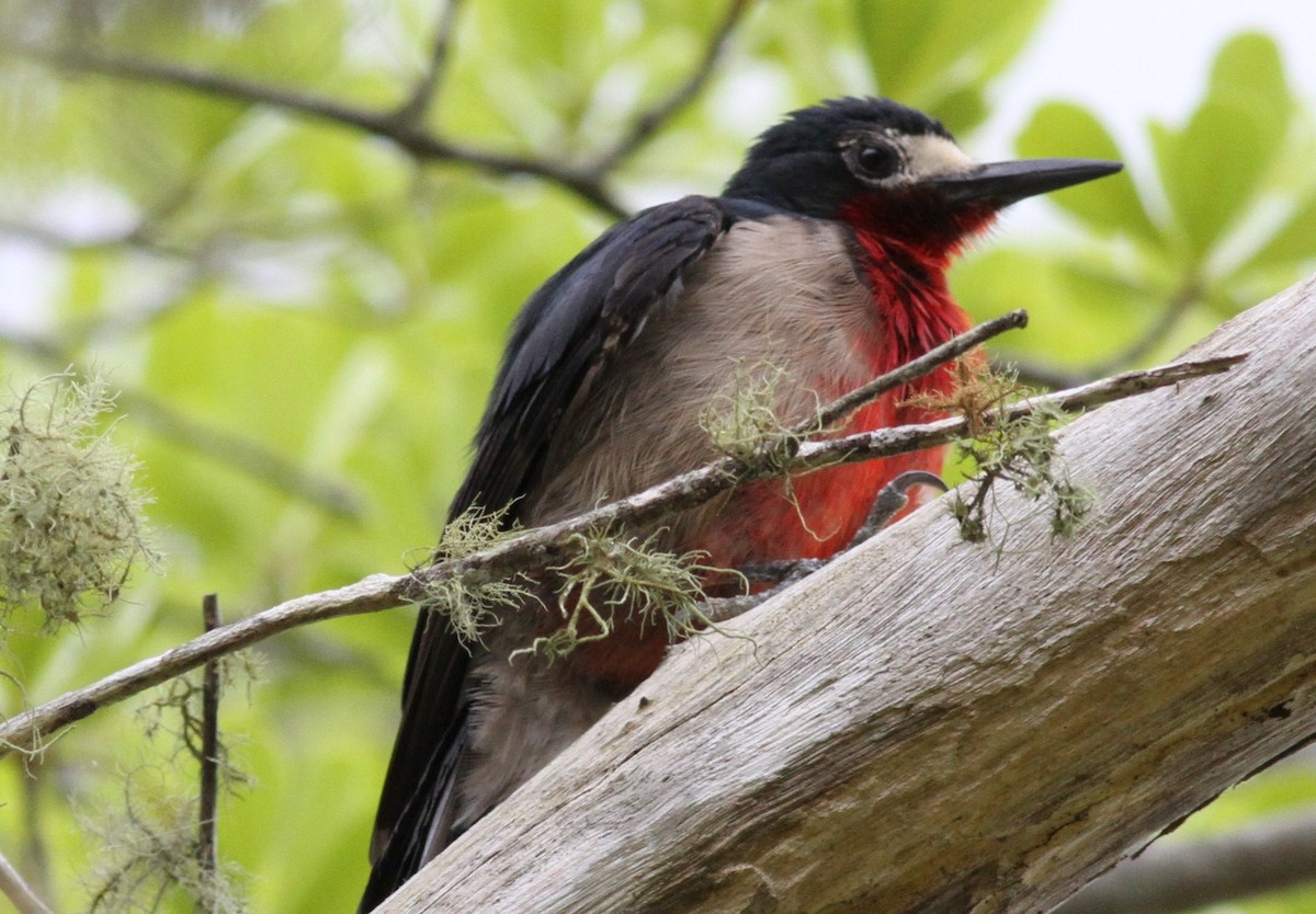 Puerto Rican Woodpecker - ML417242851