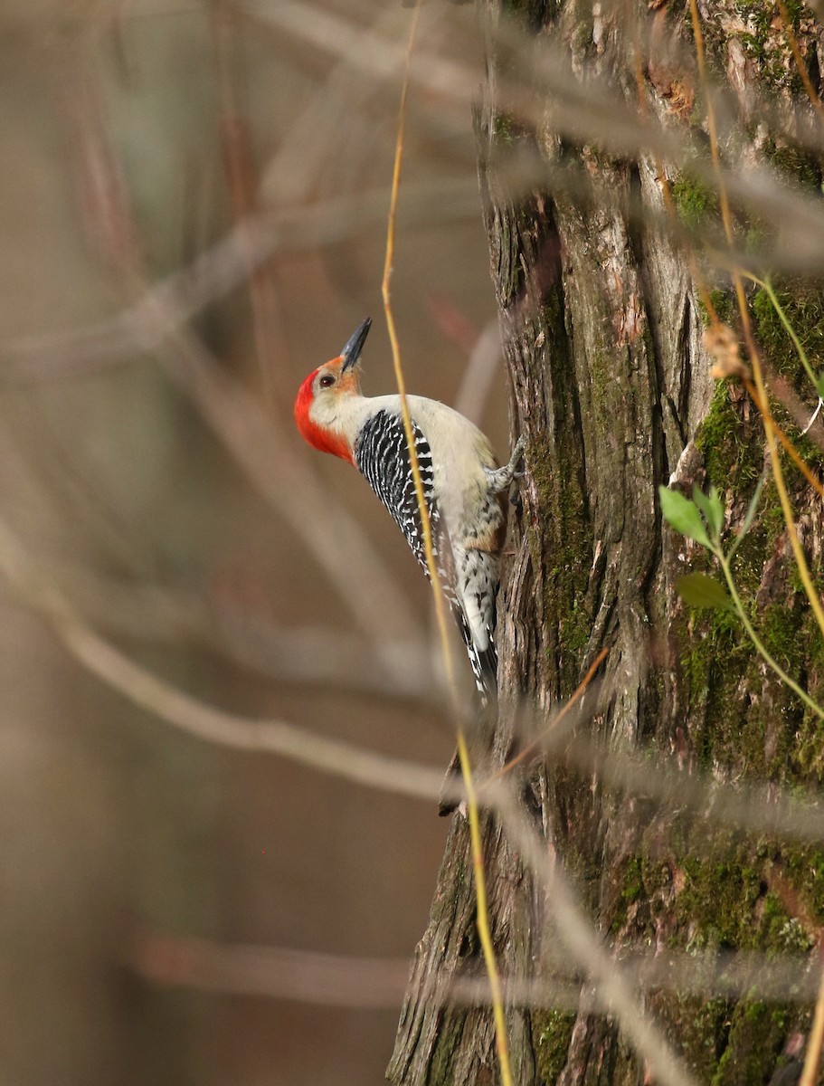 Red-bellied Woodpecker - Sujata roy