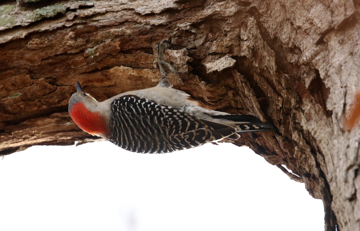 Red-bellied Woodpecker - ML417244601