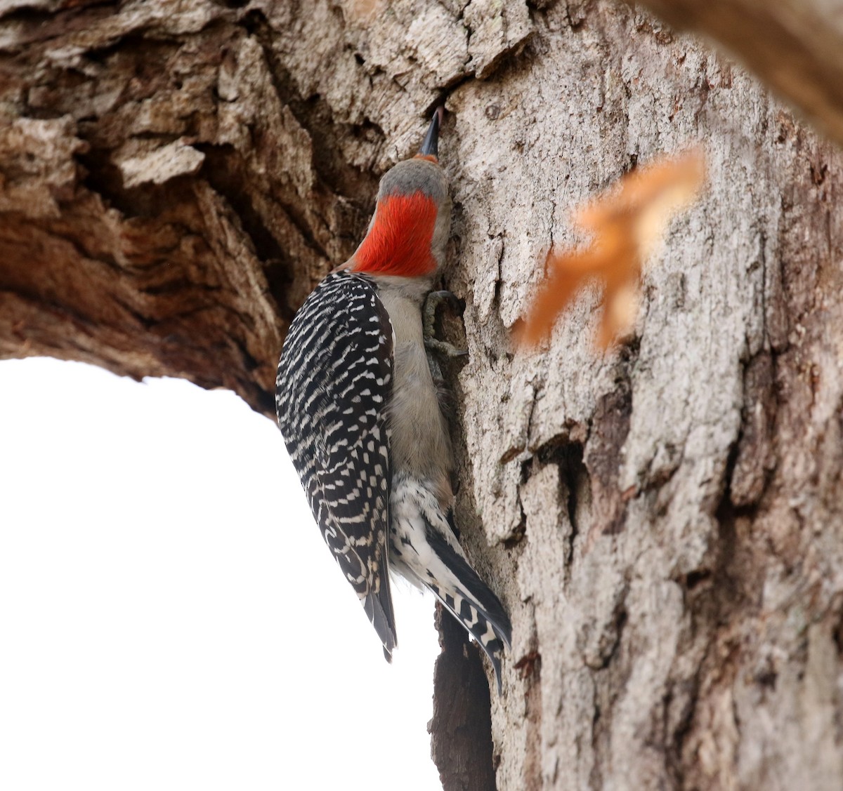 Red-bellied Woodpecker - Sujata roy