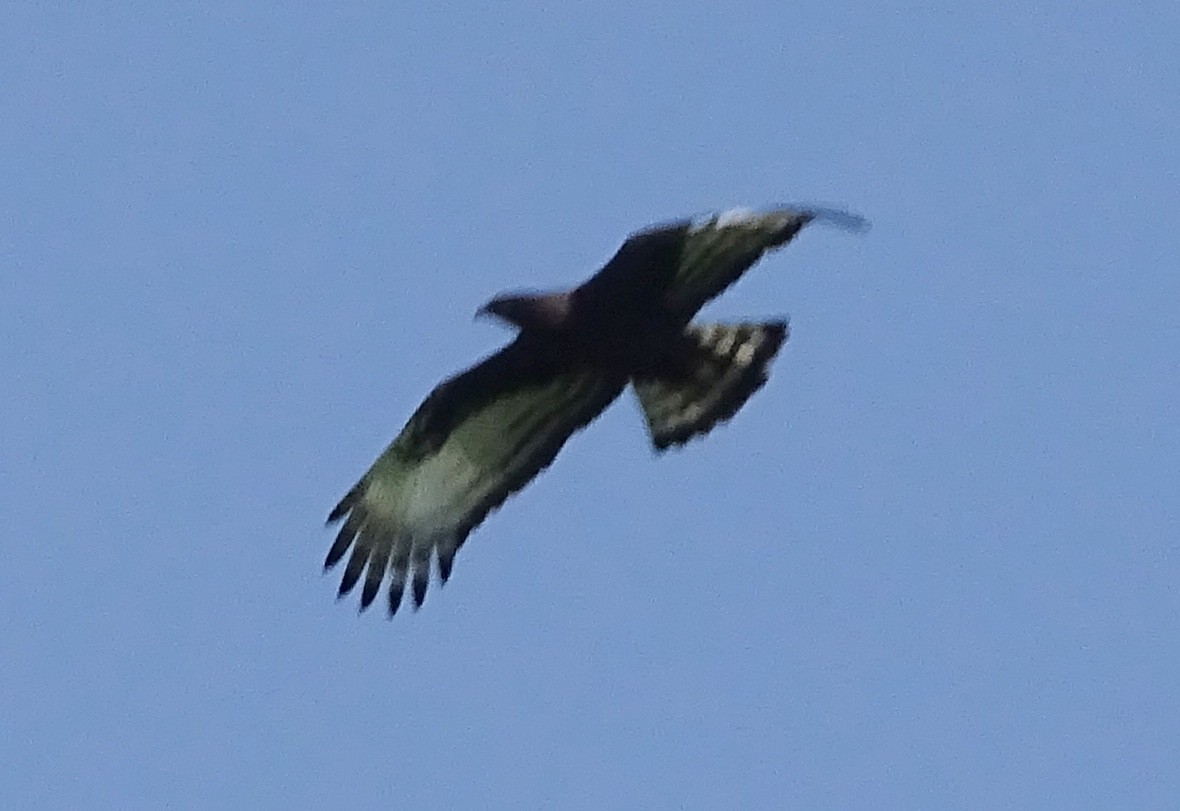 Long-crested Eagle - ML417252241