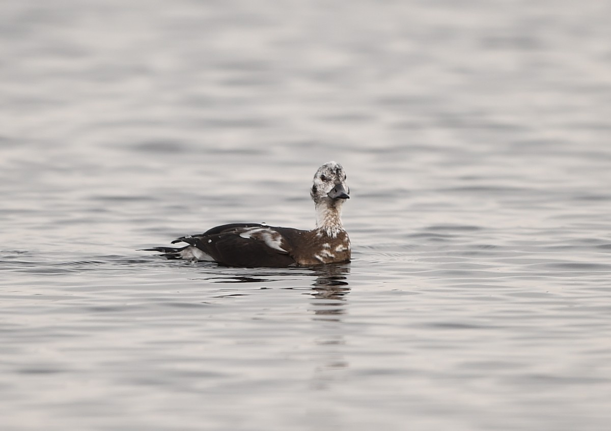 Long-tailed Duck - ML41725451
