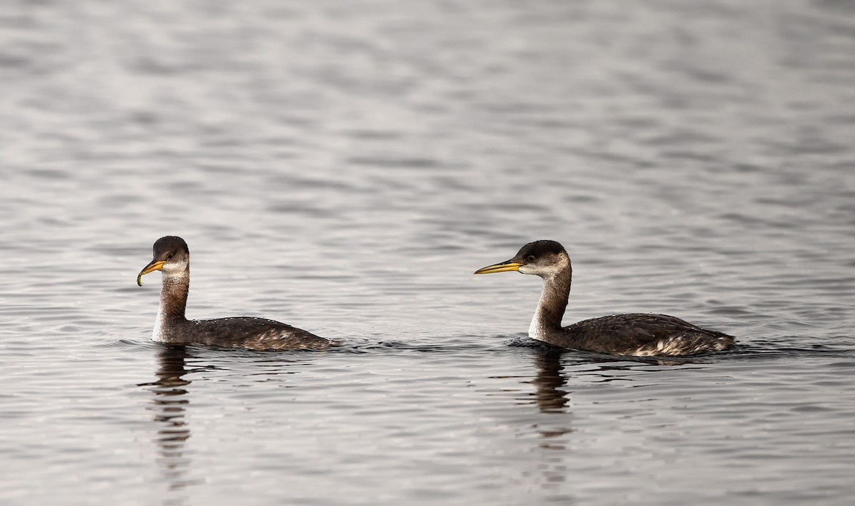 Red-necked Grebe - ML41725521