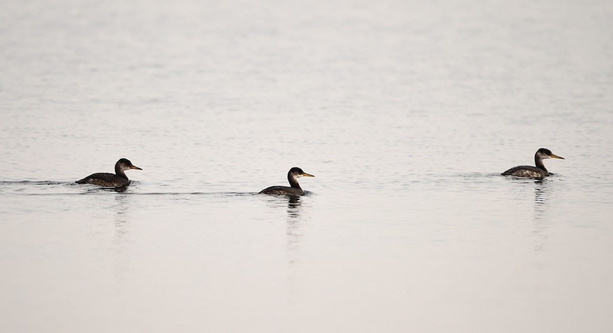 Red-necked Grebe - ML41725541